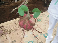 野菜の収穫1